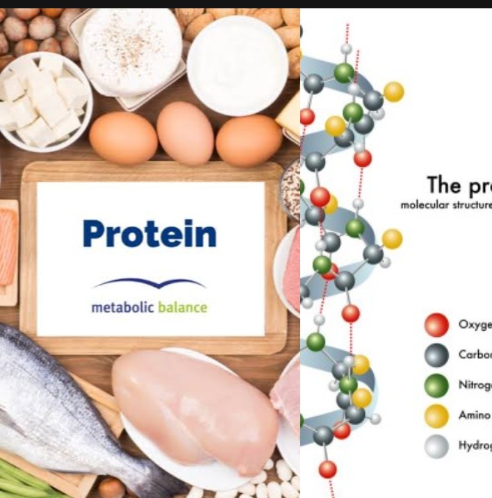 🧬 Understanding Proteins: The Building Blocks of Life